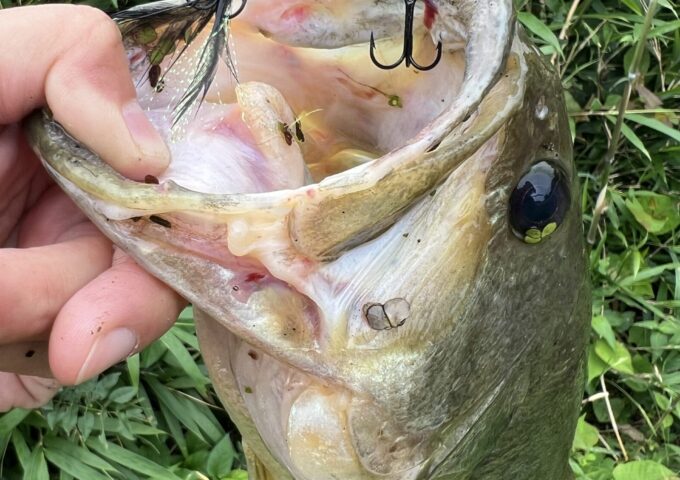 高松　ブラックバス釣果