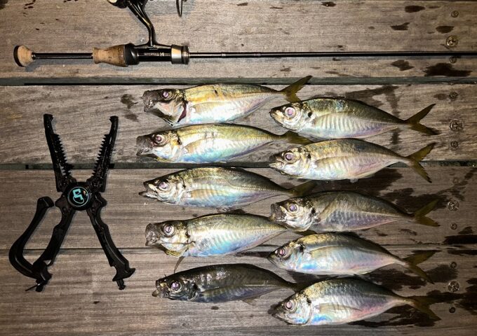 高松周辺でアジポツポツ釣れてます！