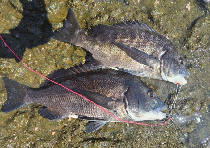 フカセ釣りにて黒鯛の釣果！