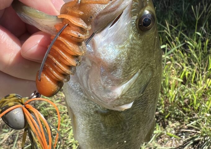 バス、釣れてます！