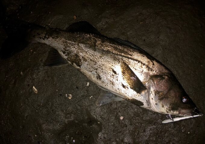 シーバス引き続き釣れてます