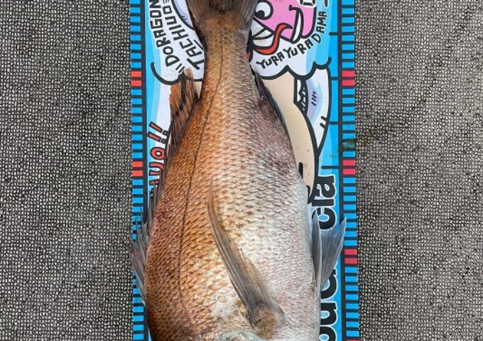 タイラバ釣果は上向き！！