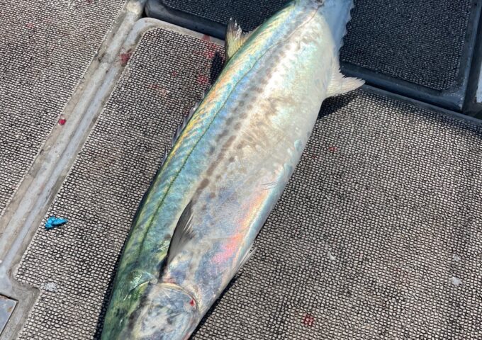 サワラキャスティング釣行！