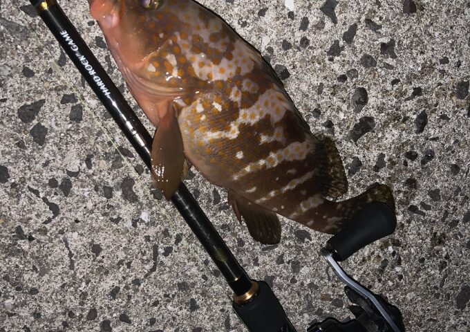 休日釣行　ロックフィッシュ編
