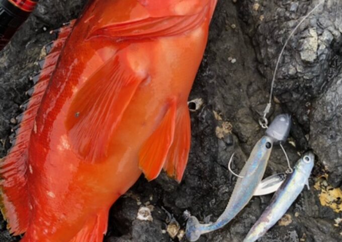 アカハタ釣れてます
