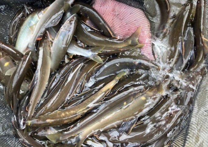 奈半利川の友釣り