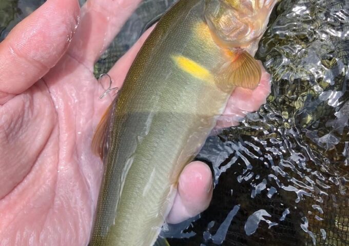 友釣り