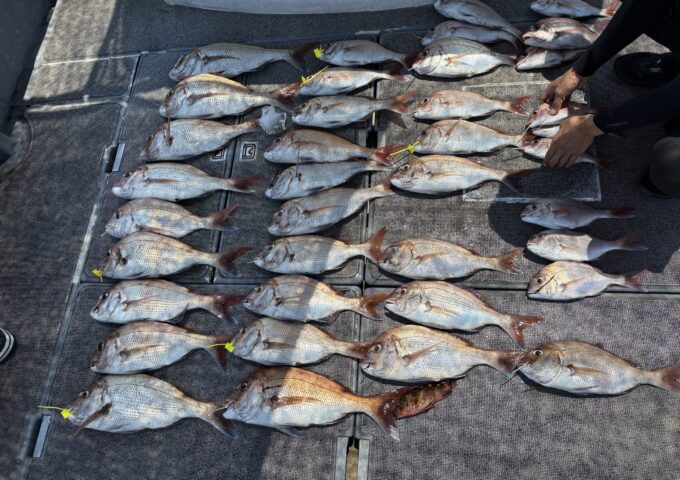 高松沖タイラバ釣果！