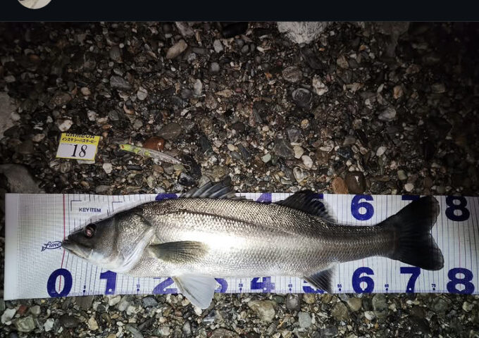 シーバスダービー途中結果！