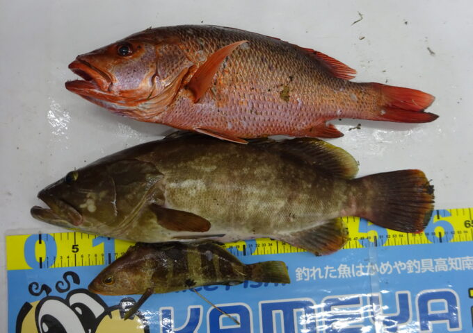 釣果お持ち込み頂きました！