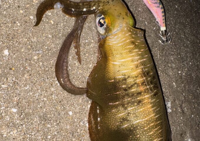 アオリイカまだまだ釣れます！