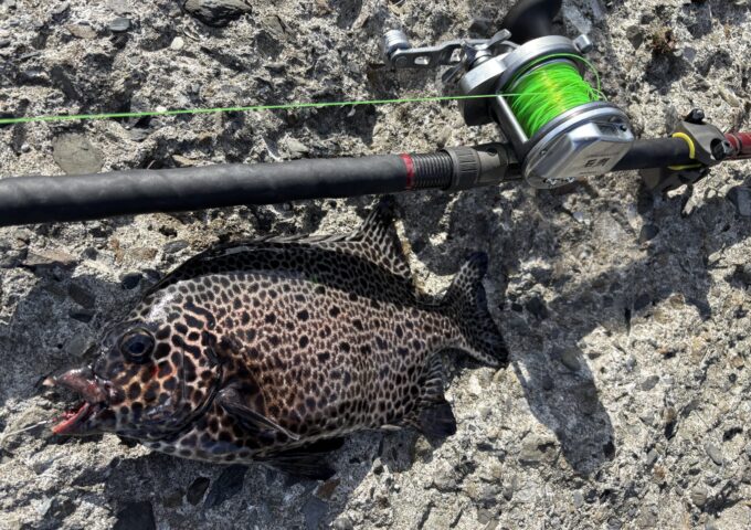 高知県東部　底物釣行