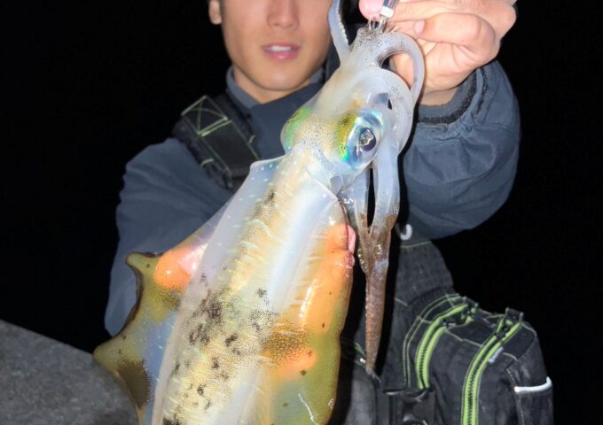 晩秋アオリイカ