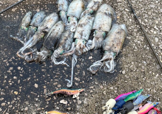 アオリイカ好調です！