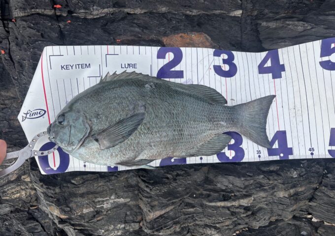 グレ　フカセ釣りスタッフ釣果