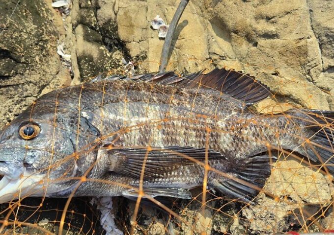 地磯のフカセ釣りにて黒鯛の釣果
