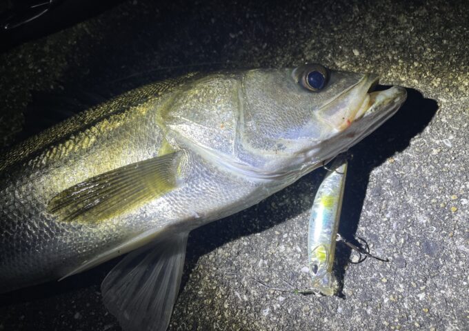 シーバス釣れてます！