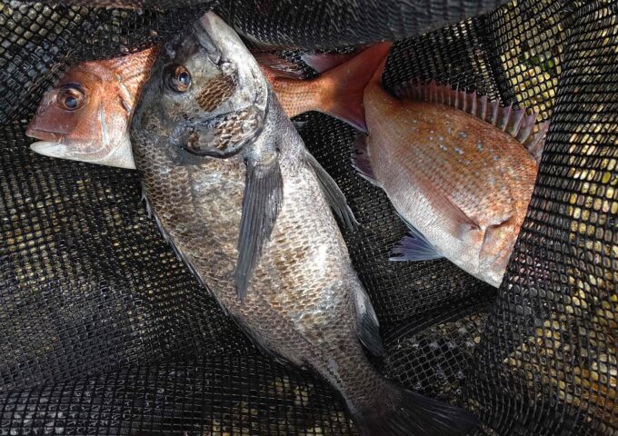 フカセ釣りにて黒鯛・マダイ