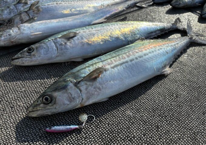 キャスティングでのブレードジギング！