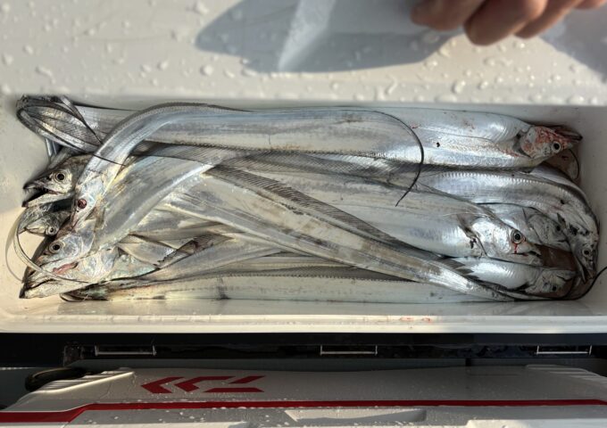 豊後タチウオ！！