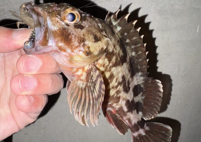 夜のライトゲーム