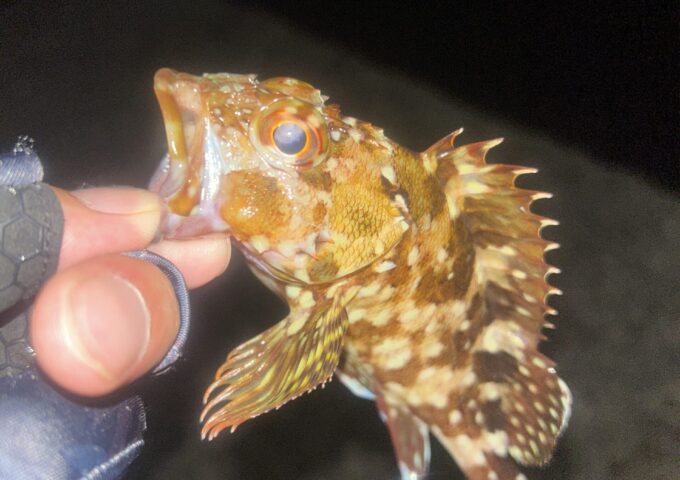 寒い時の癒し❤でもヒイカは…