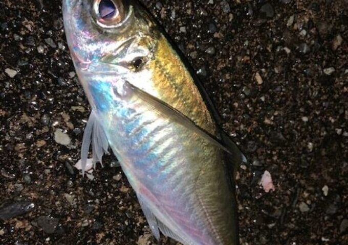 極寒アジング、まさかのゲストも？！