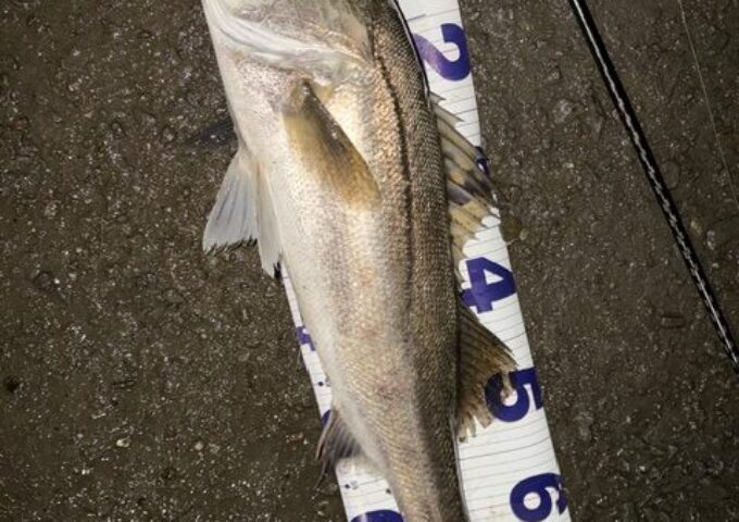 浦戸湾　冬シーバス好調！