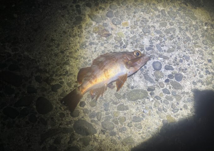 メバル釣れてます！！