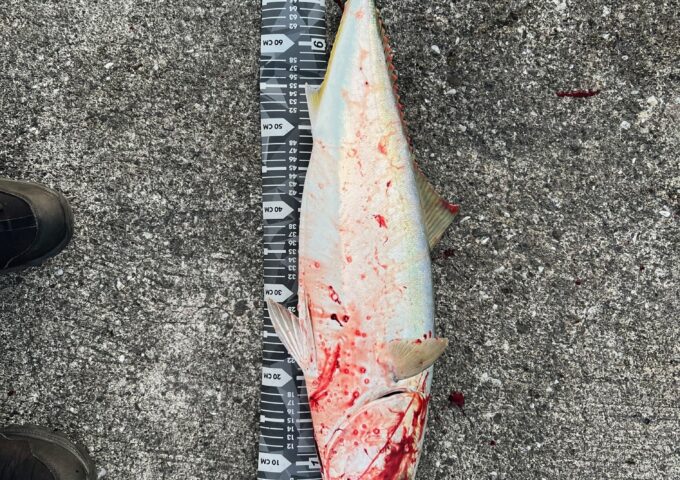 ショアジギング　ブリ