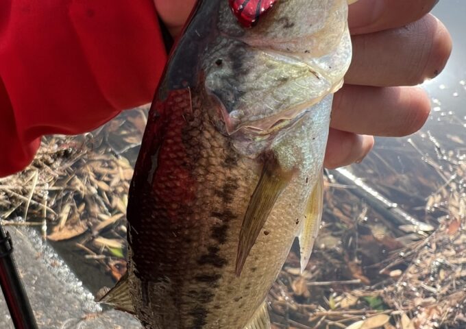 冬のド鉄板！メタルバイブで釣れてます！