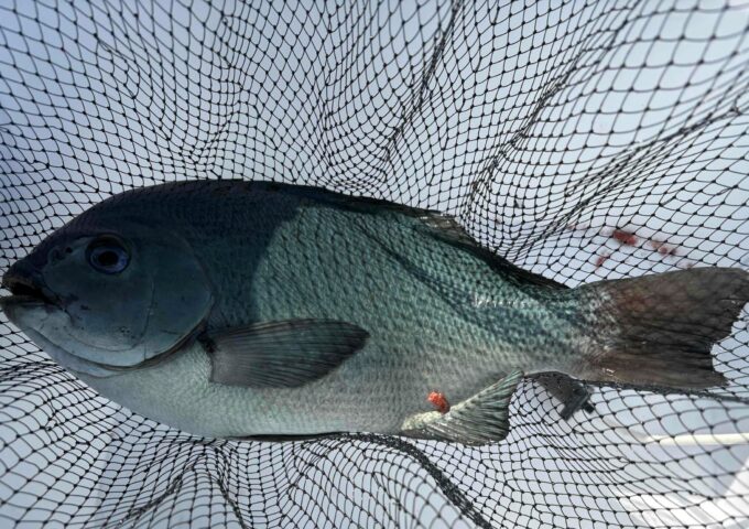 愛媛県矢が浜沖でのフカセ釣り