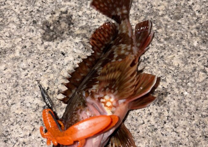 高松周辺のカサゴ釣り