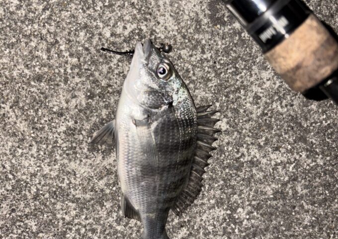 近場でライトゲーム