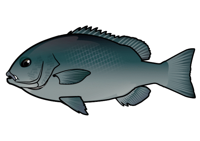 愛媛県沖磯にてグレの釣果