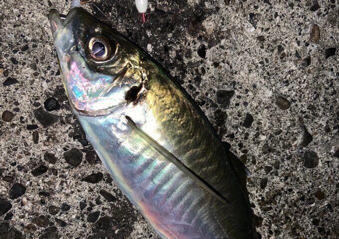 アジング好調？！