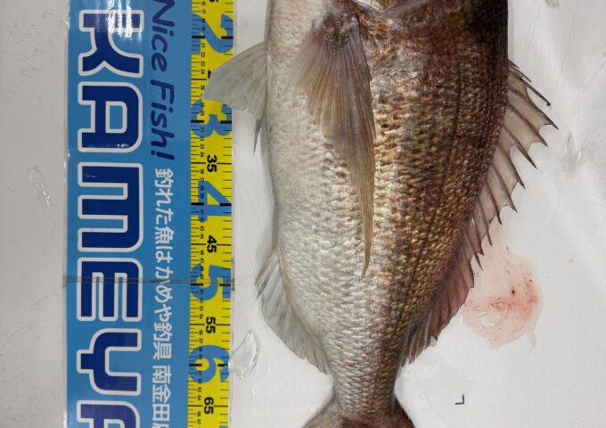 お客様より釣果お持ち込み頂きました！