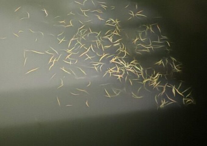 2026年　浦戸湾　バチ抜けシーバス開幕