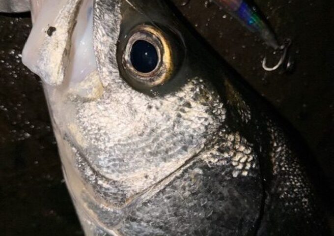 バチ抜けしなくてもシーバス釣れてます♪