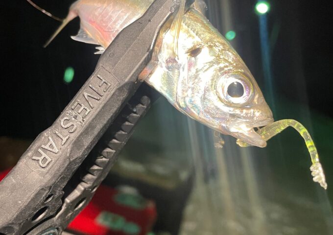 淡路島！アジ釣れてます！