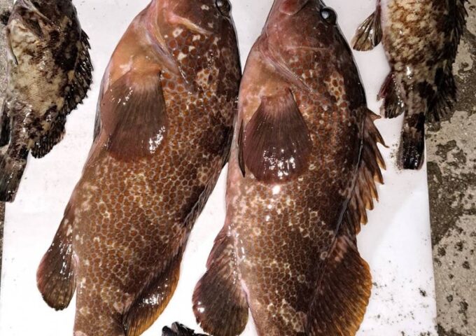 高松沖磯の半夜釣り！