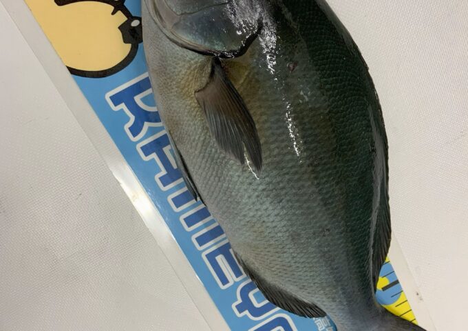 グレダービー 開催中！！