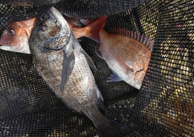 庵治方面でのフカセ釣りにて