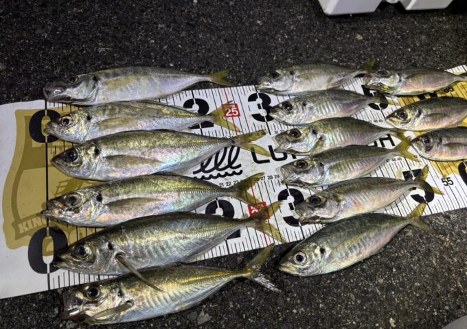 淡路島良型アジ、メバル釣れてます！！