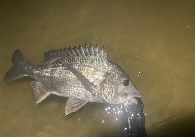 チヌ釣れてます！