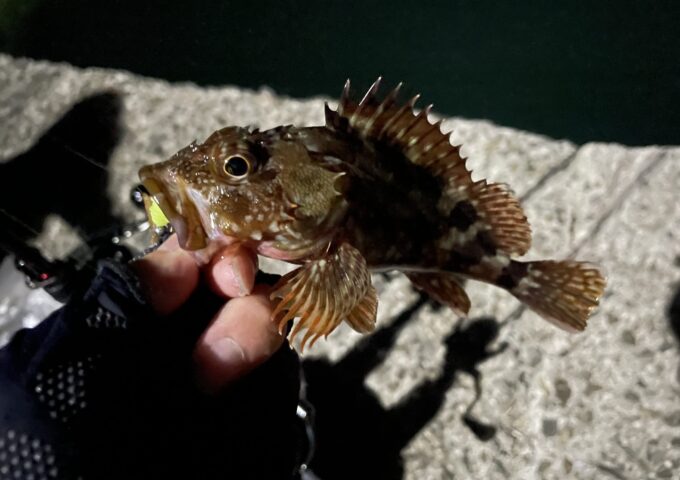 カサゴ釣れてます！