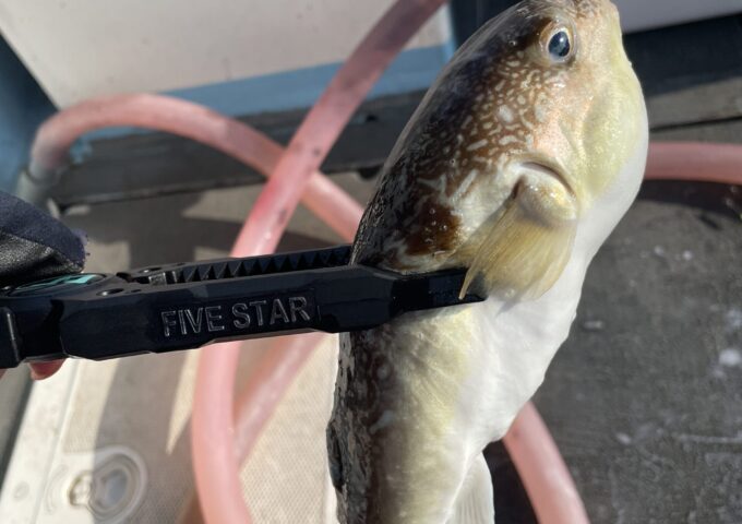 フグ釣れてます！