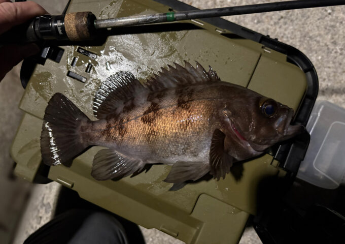 メバル調子少し上がりました