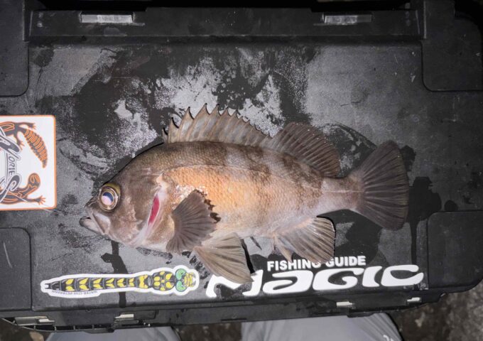 潮に流してメバリング♪