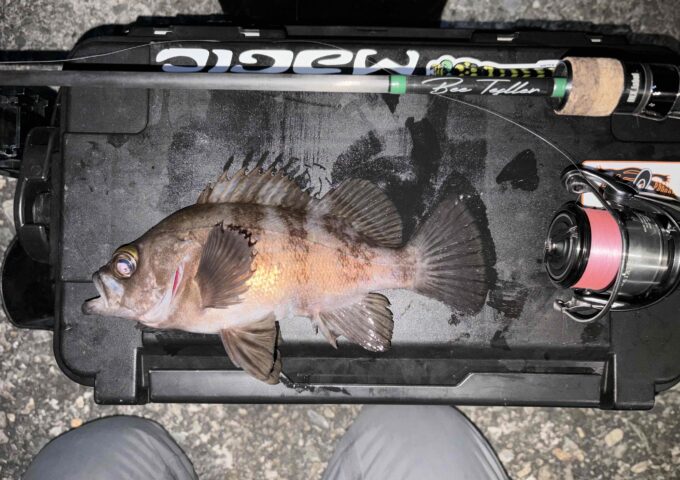 香川県西部でメバル！